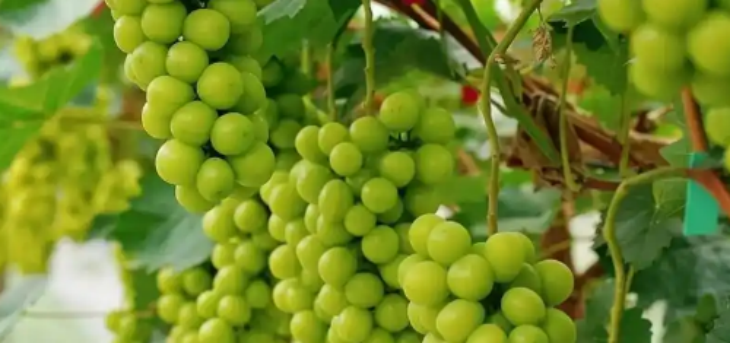 利来w66(中国区)_来利国际旗舰